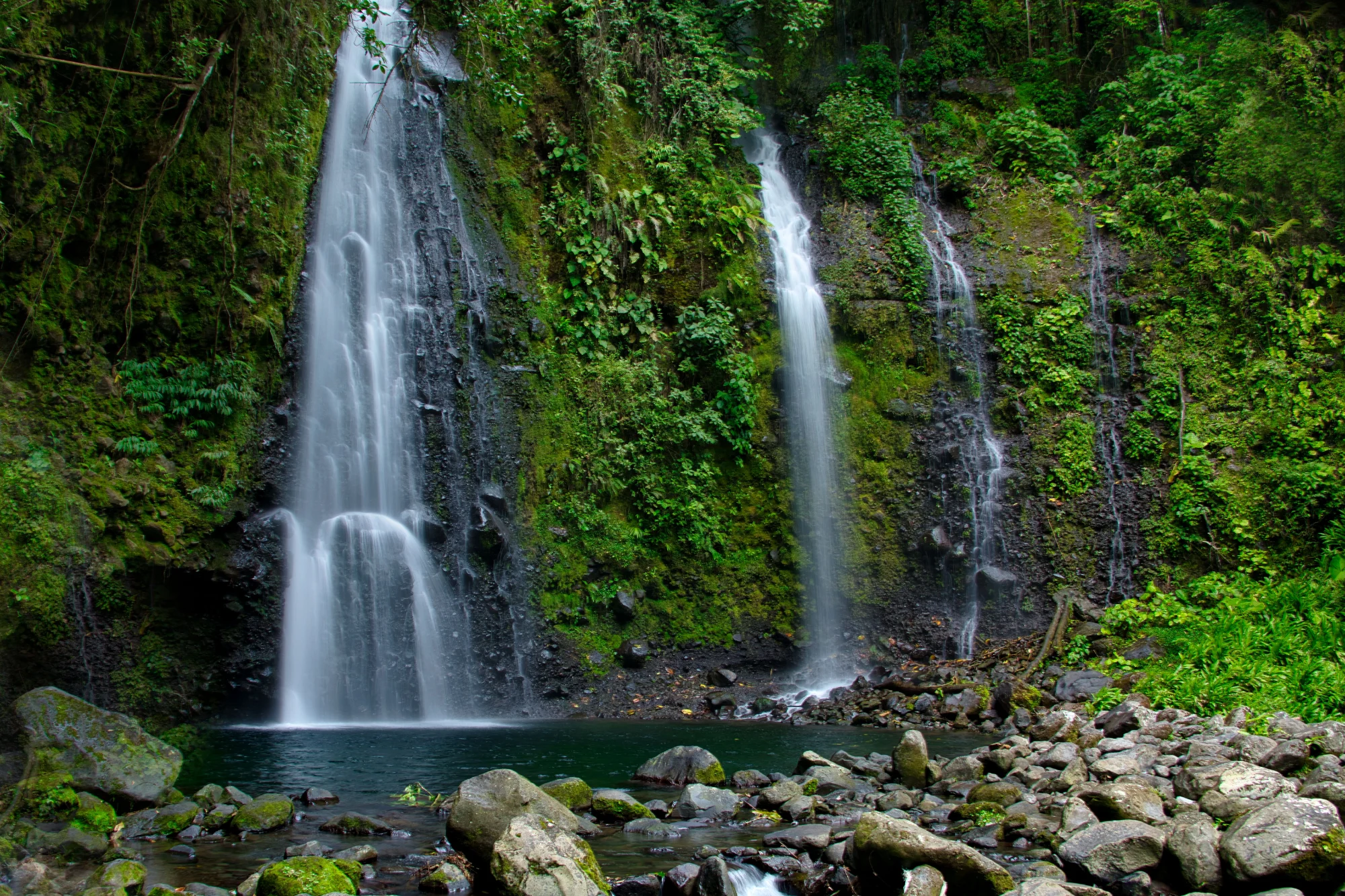 Green forest trail in the Kilimanjaro foothills