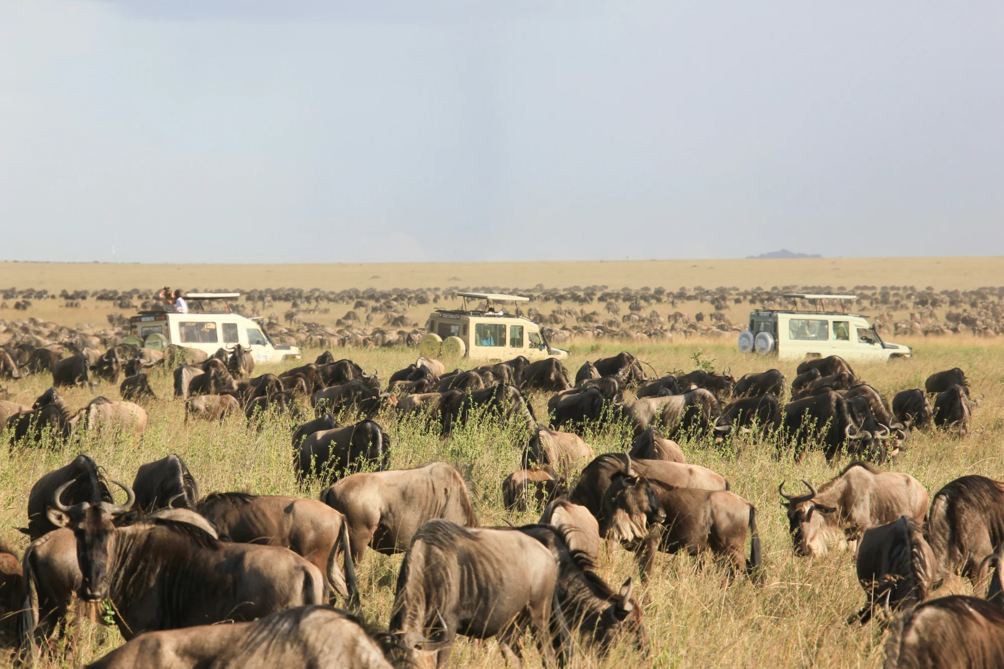 Wildebeest herd spread across the Serengeti plains
