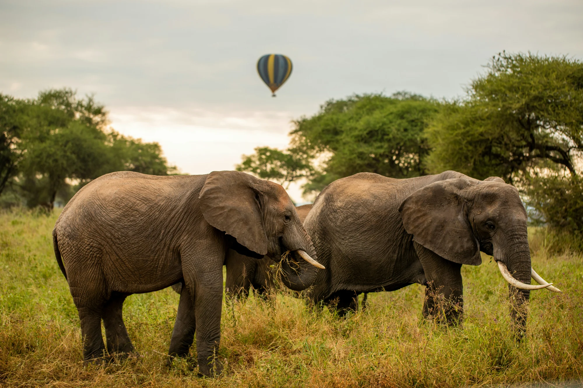 Elephant in golden light among Tarangire scrub
